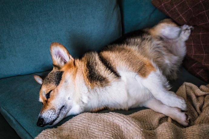 white brown and black short coated dog lying on brown textile