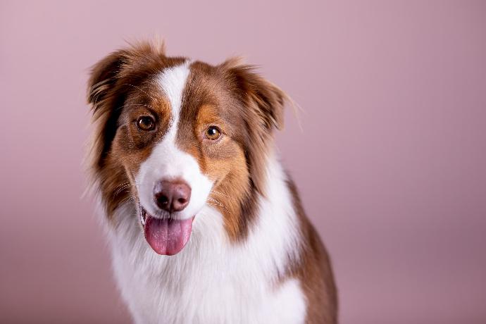 a brown and white dog with its tongue out